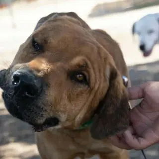 Leonidas