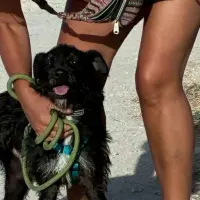 Adopta a Pancho Perrito Super Cariñoso Tlf 645978718