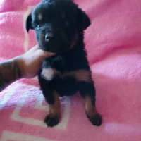 Adopta a Mix Rotwailer