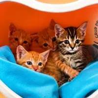 Adopta a Camada 4 Gatos