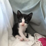 Adopta a Gatitos