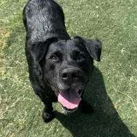 Adopta a Duna