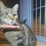 Adopta a Señora