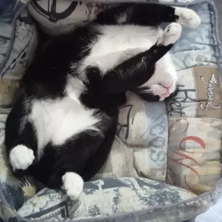 Vito