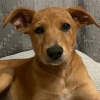 Adopta a Jaque