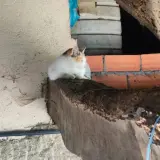Adopta a Gatitos