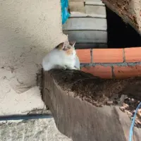 Adopta a Gatitos