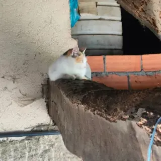 Gatitos