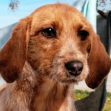 Adopta a Tula (No Más Solicitudes)