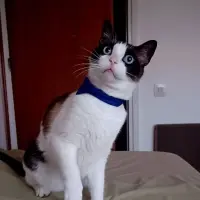 Adopta a Fede