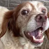 Adopta a Alfred