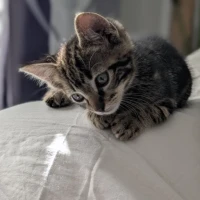 Adopta a Omaigod Y Pessic