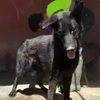 Adopta a Pastorcillo 2