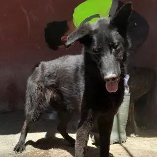 Pastorcillo 2