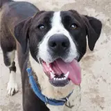 Adopta a Cuba