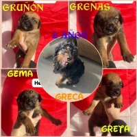 Adopta a Greca E Hijos