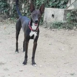 Adopta a Rocco