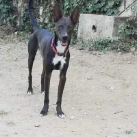 Adopta a Rocco