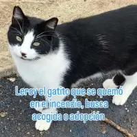 Adopta a Leroy
