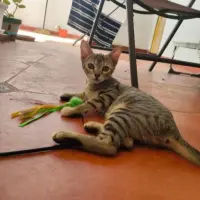 Adopta a Hermanitas