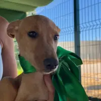 Adopta a Ares Cachorro  Tlf 645978718