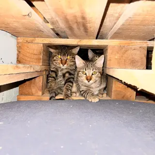 Gina, Gilly, Geralt y Galena