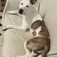 Adopta a Fortuna