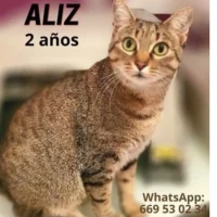 Adopta a Susan
