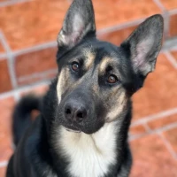 Adopta a Tayson