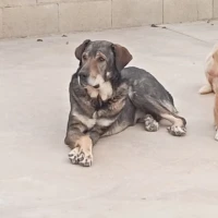 Adopta a Flash, Mastín, Tlf 645978718