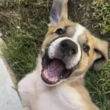 Adopta a Gus
