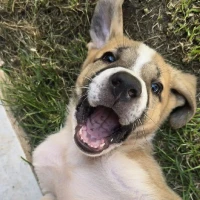 Adopta a Gus
