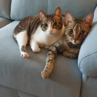 Adopta a Dobby Y Jimmy