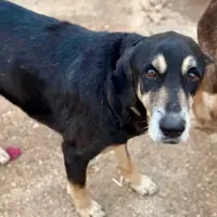 Adopta a Thor
