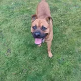 Adopta a Kenzo