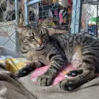 Adopta a Gofy