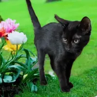Adopta a Mini