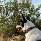 Adopta a Wangwang