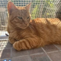 Adopta a Lolo