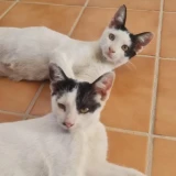 Adopta a Timón Y Pumba