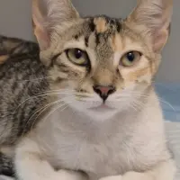 Adopta a Carmen
