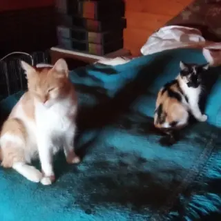 Pompón Y Su Bebé