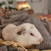Adopta a Einstein Olaf