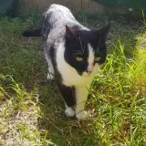 Adopta a Toy