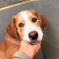 Adopta a Nami