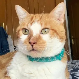 Rubito