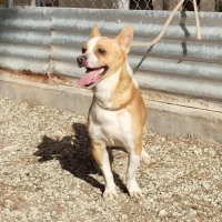 Adopta a Chip