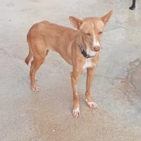 Adopta a Flor, Perrita De 6 Kg, Tlf 645978718