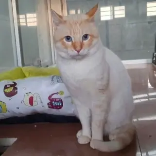 Budy