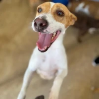 Adopta a Jacko  Perrito Muy Juguetón, Tlf 645978718